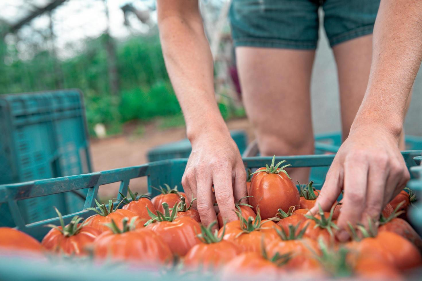 Person sorting tomatoes photo