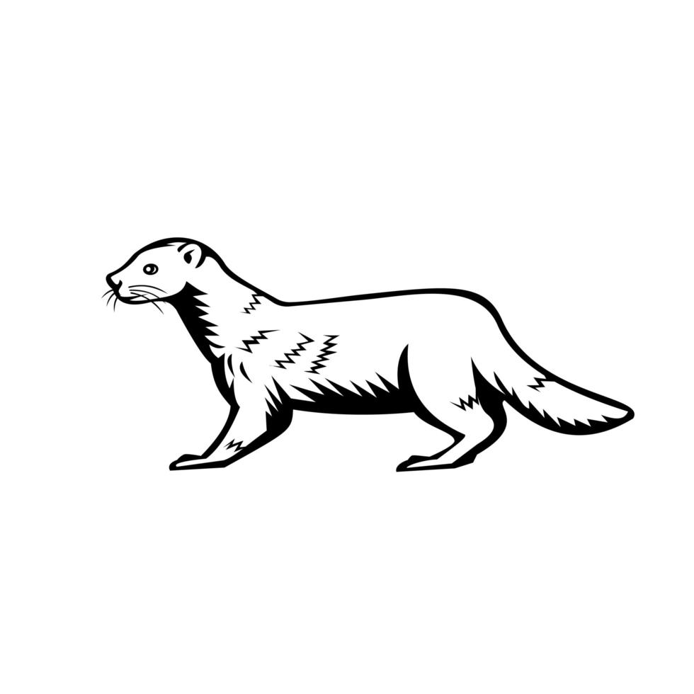 European Mink Russian Mink or Eurasian Mink Retro Black and White vector