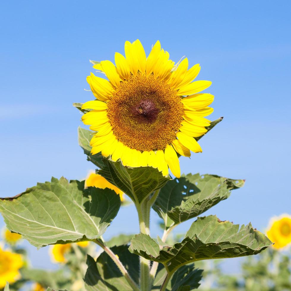 Sunflower in summer photo