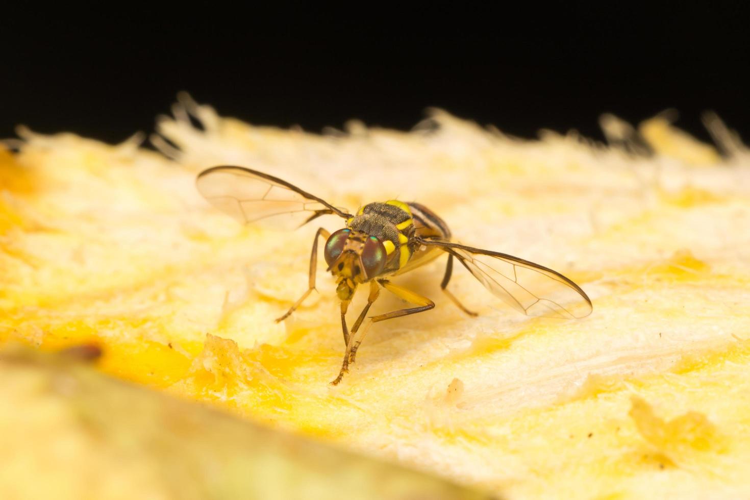 Small insect on a leaf photo