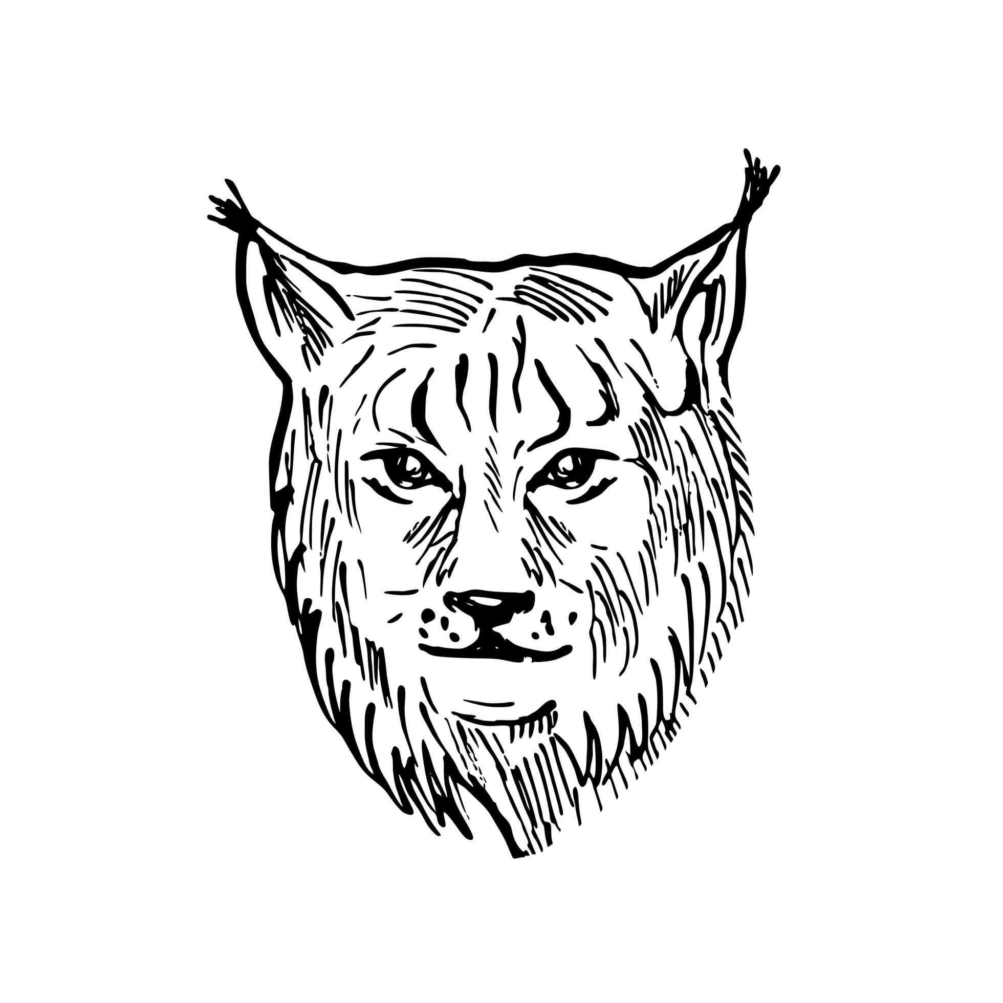 Head of a Eurasian Lynx Front View Scratchboard Style Black and White