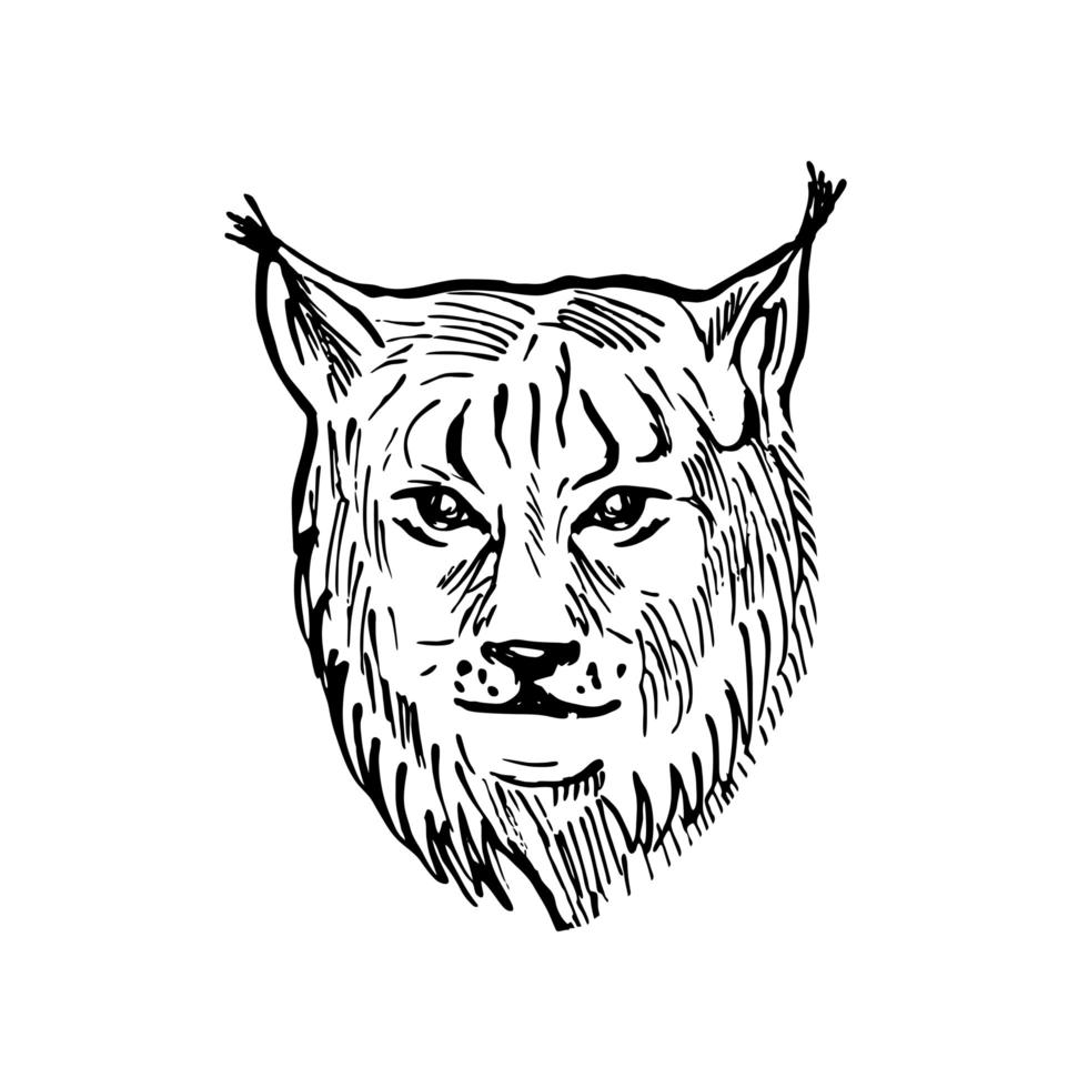 Head of a Eurasian Lynx Front View Scratchboard Style Black and White vector
