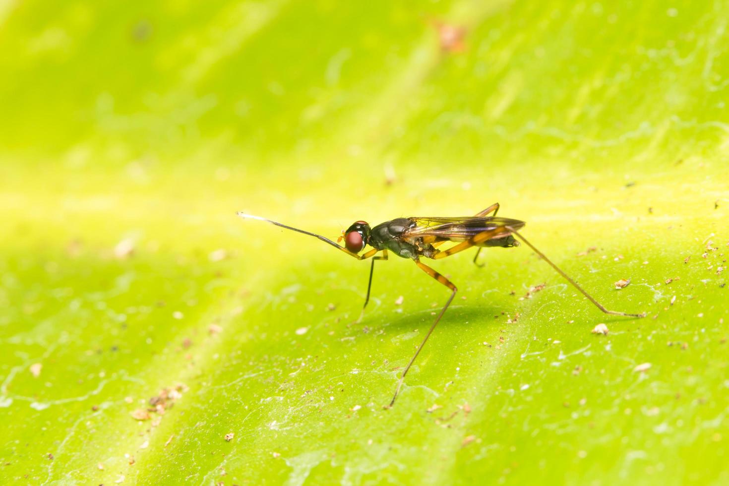 Small insect on a leaf photo