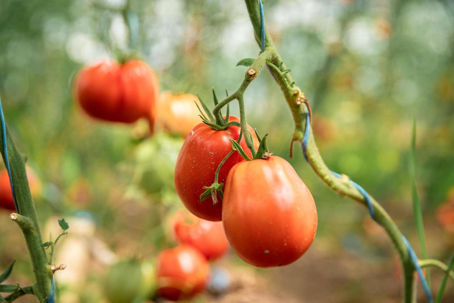 Red tomatoes in a garden photo