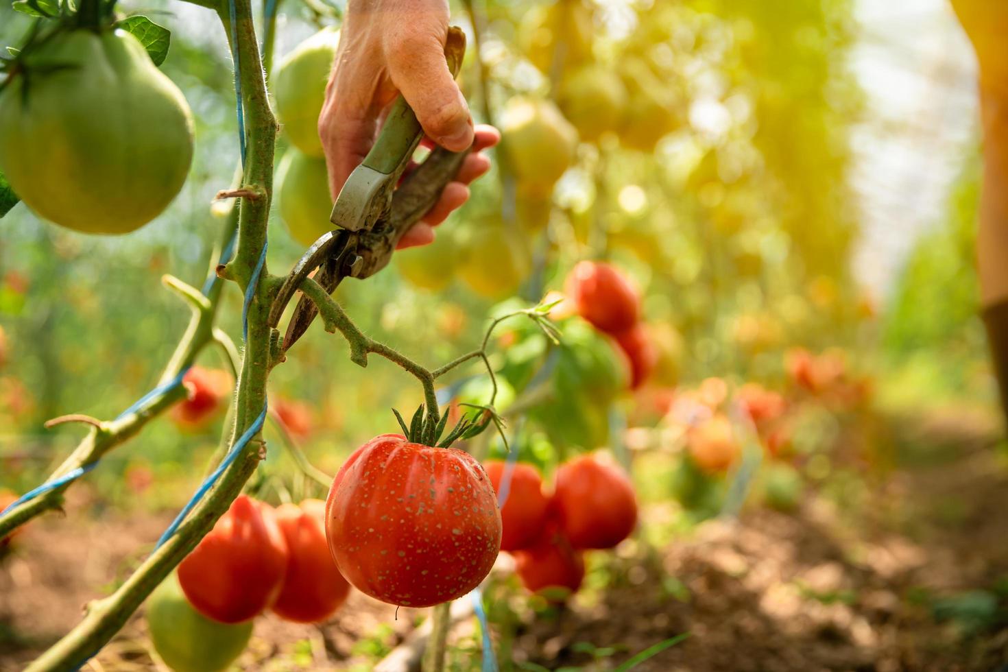 Person pruning tomatoes photo