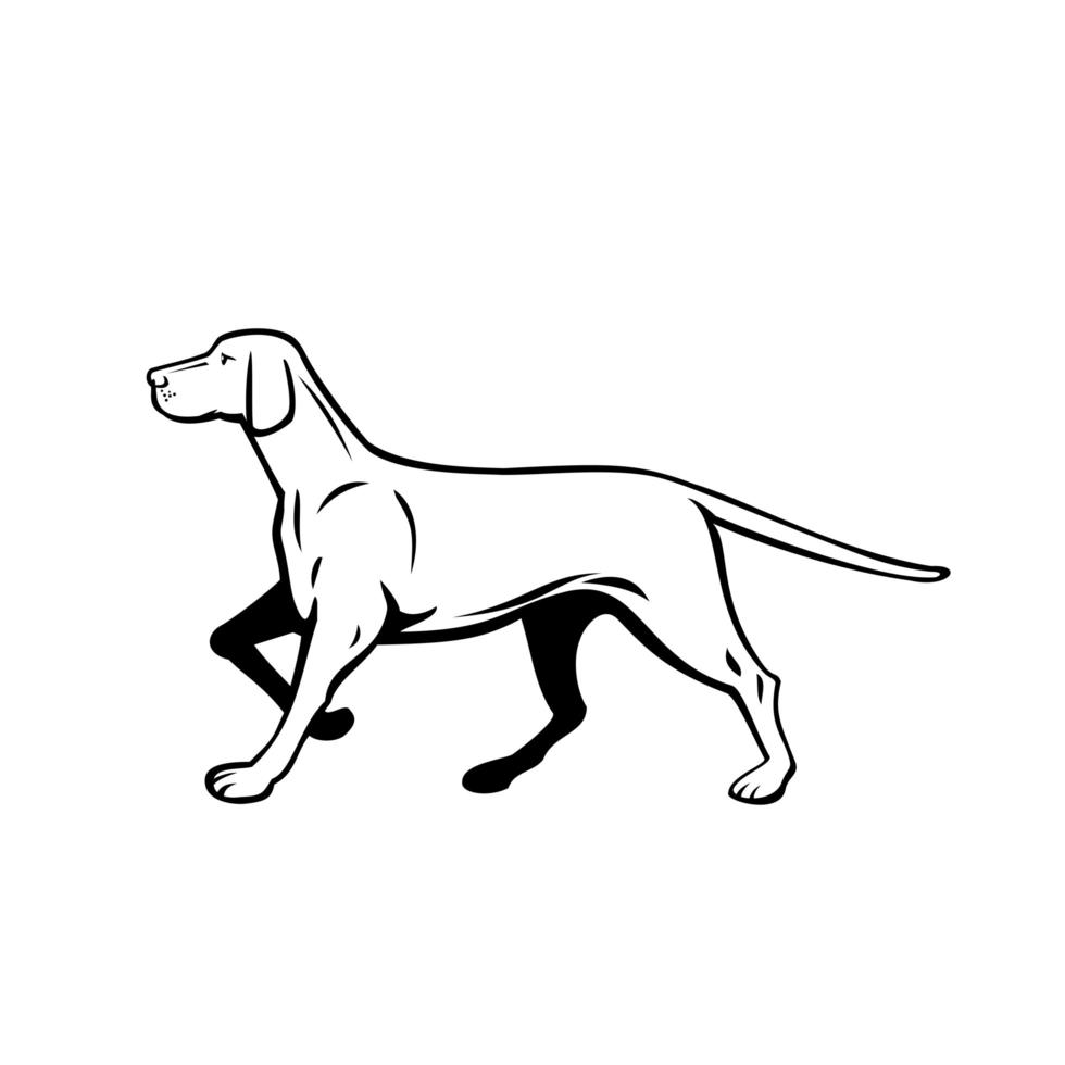 húngaro o magyar vizsla pointer perro caminando acecho vista lateral retro en blanco y negro vector