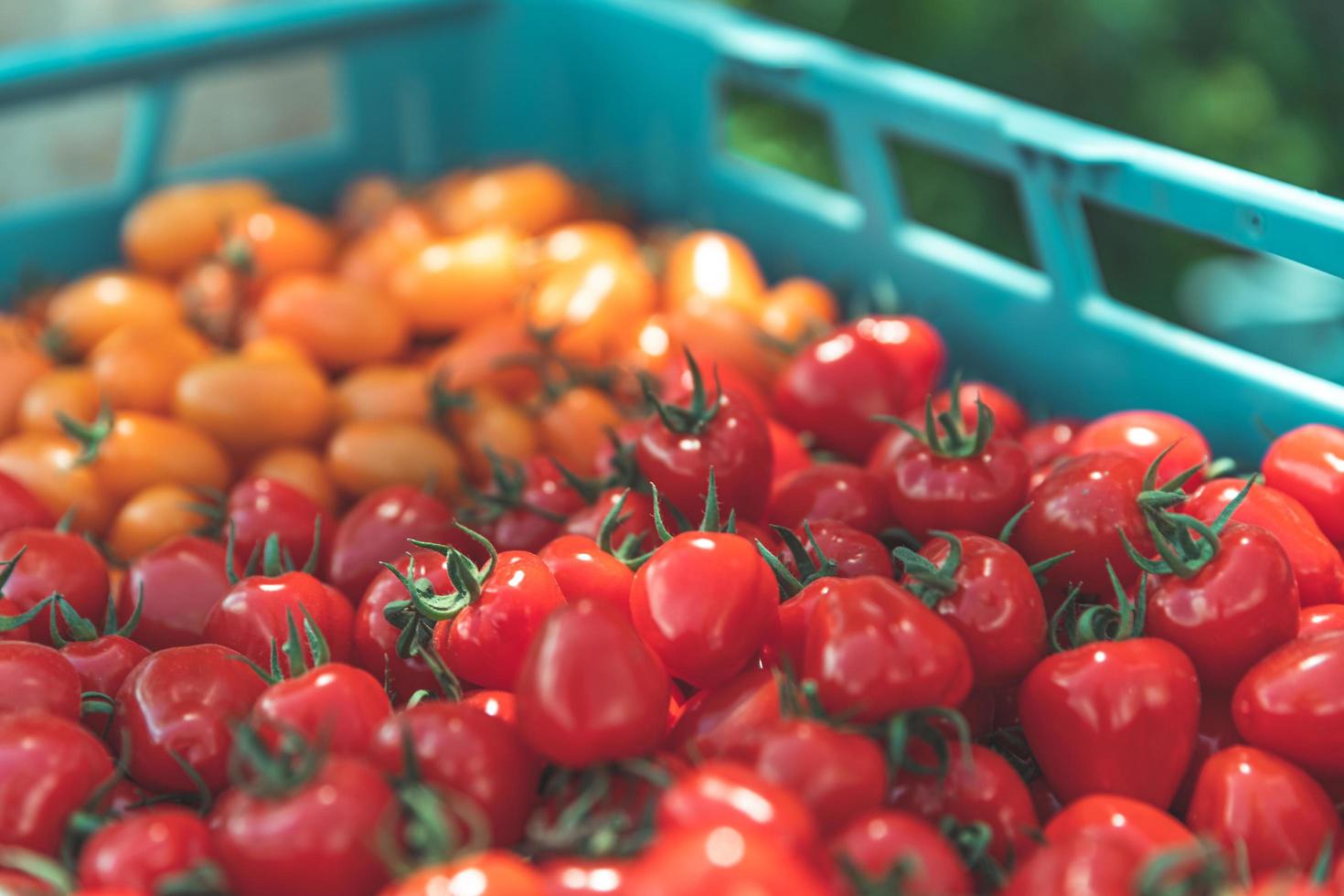 Tomatoes in a crate photo