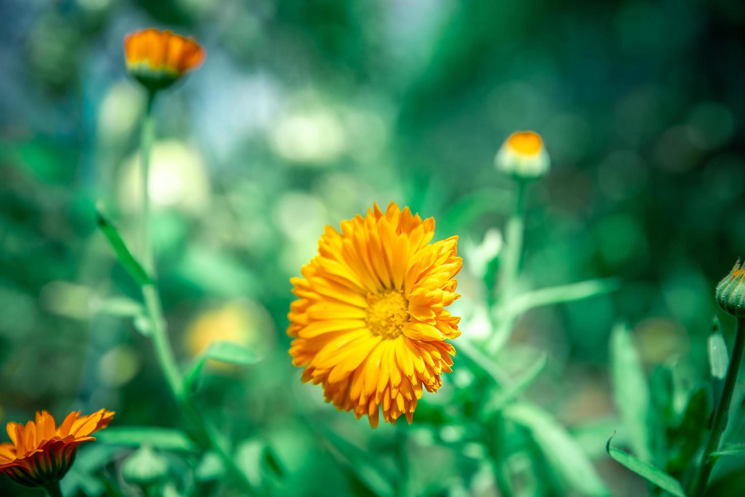 Orange flower in field photo