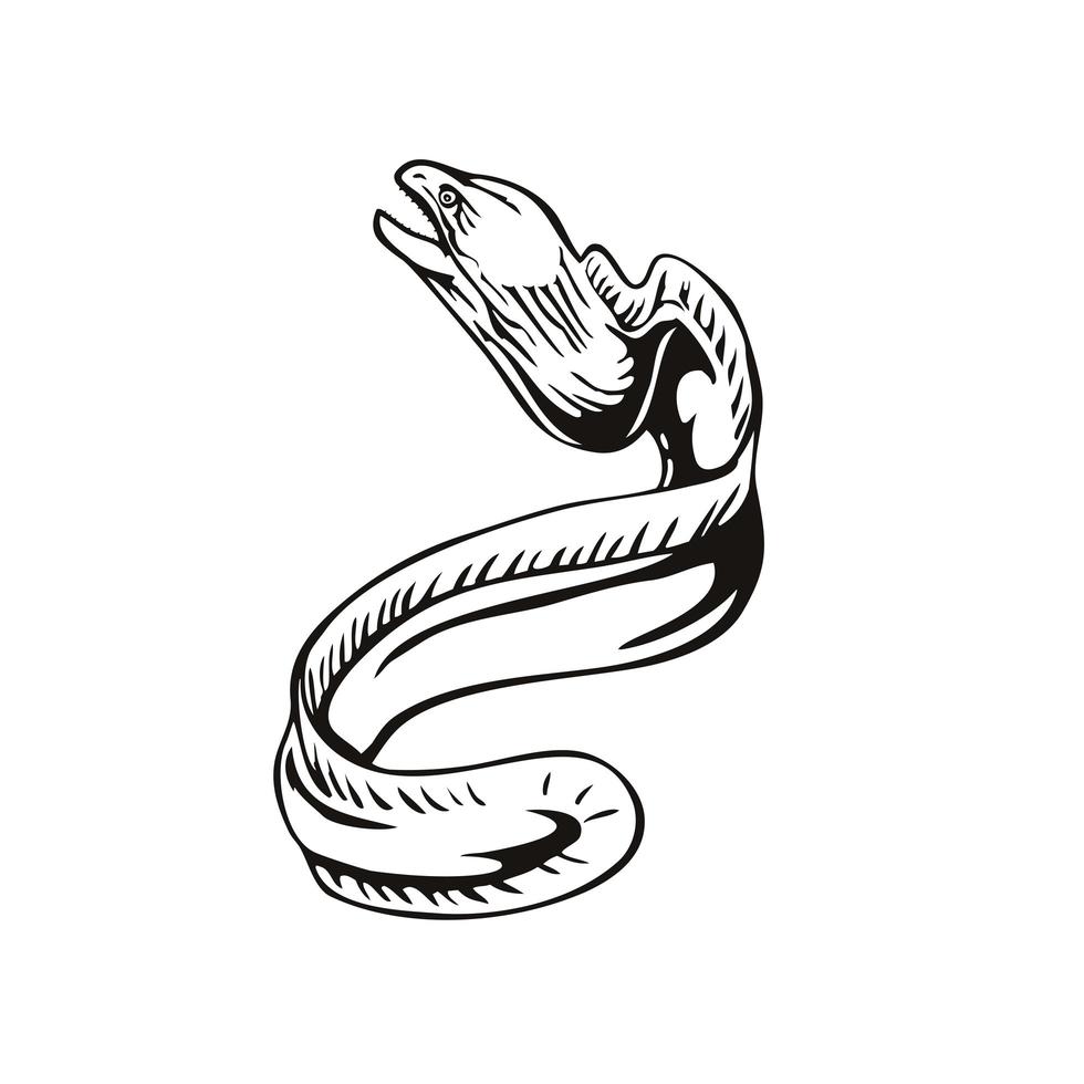 Grey Moray Eel or Gymnothorax Nubilus Swimming Up Retro Woodcut Black and White vector