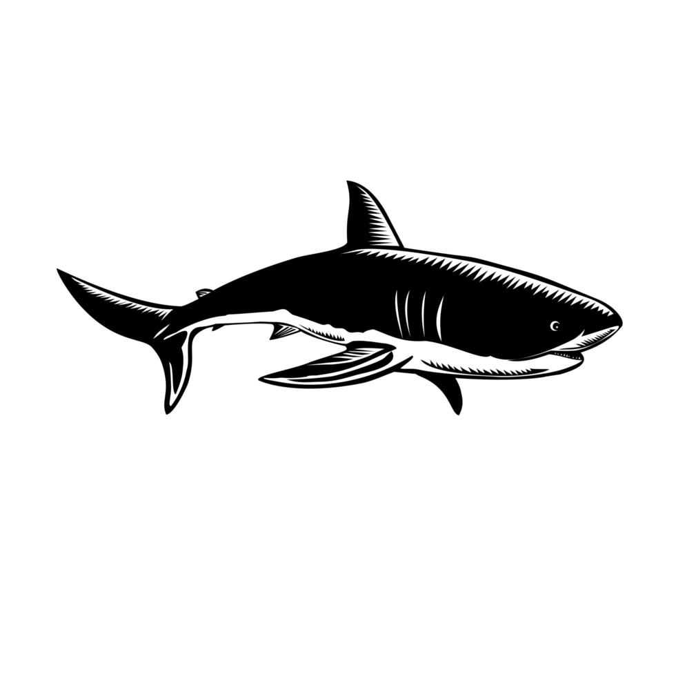Great White Shark Carcharodon Carcharias White Shark or White Pointer Side View Retro Woodcut Black and White vector