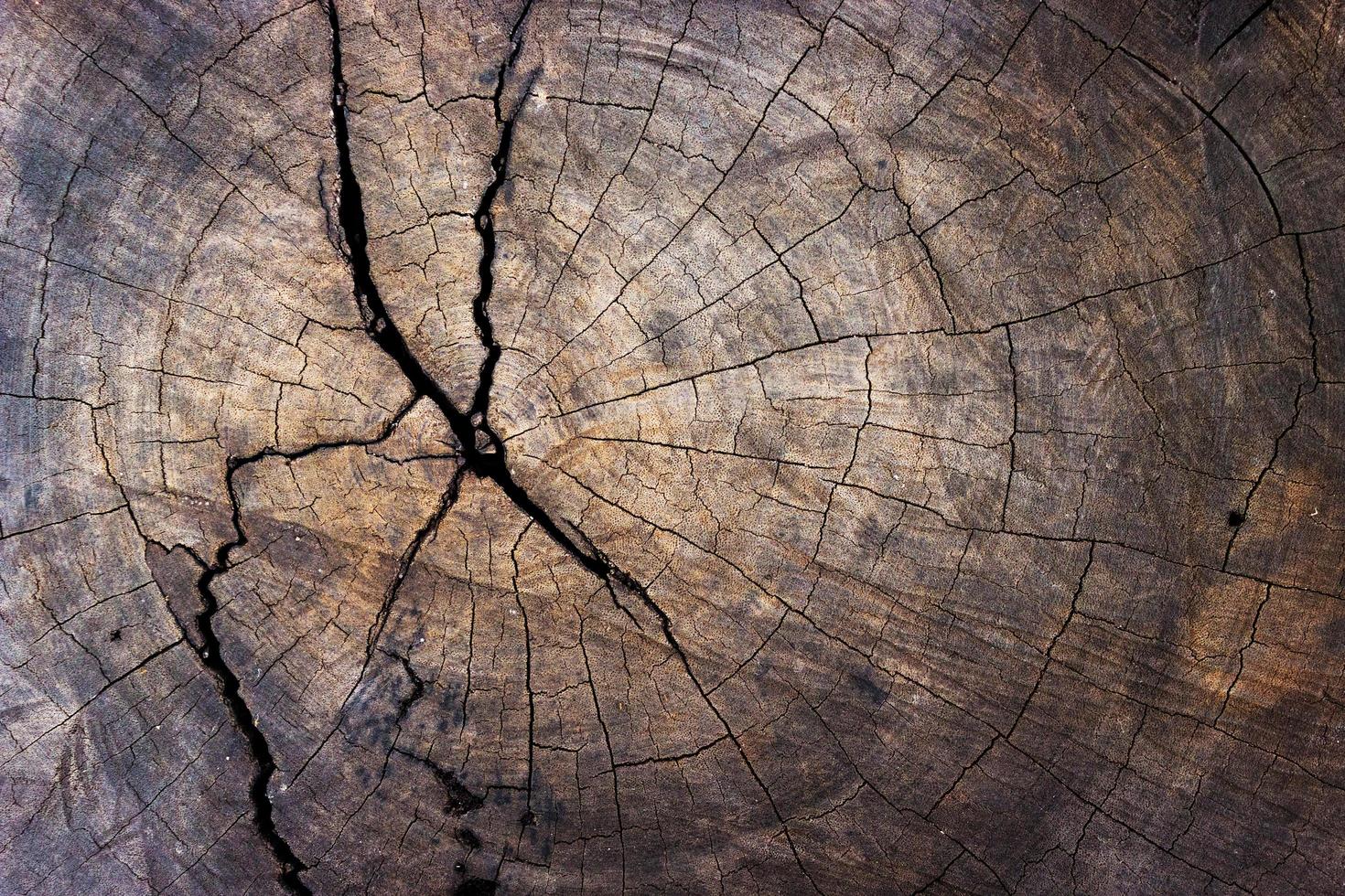 Close-up of tree stump for texture and background photo