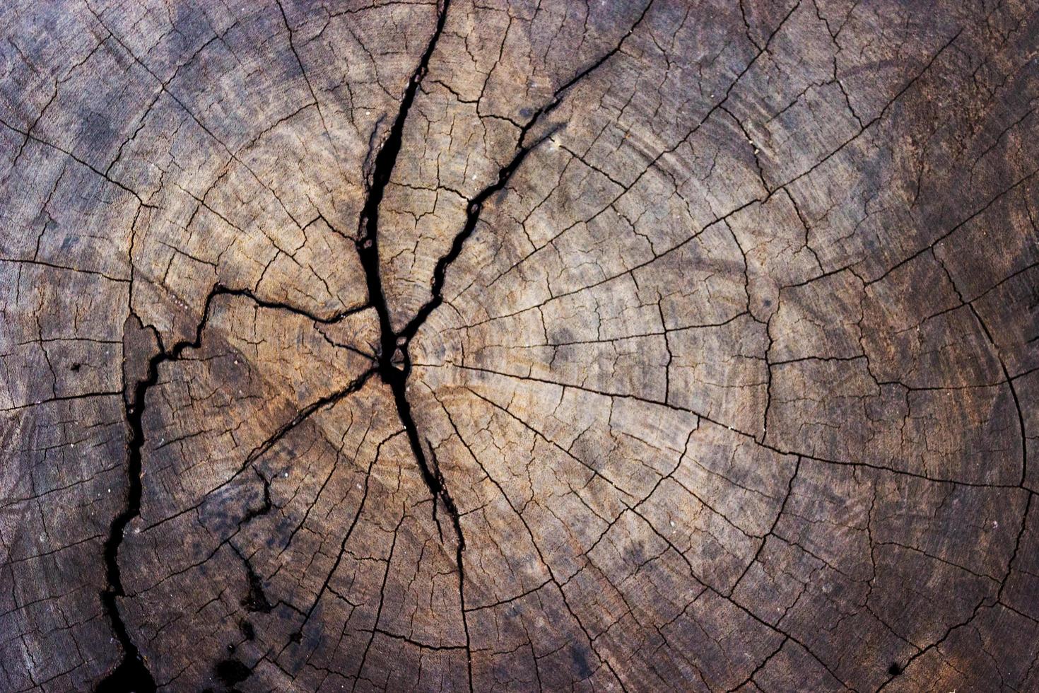 Close-up of tree stump for texture and background photo