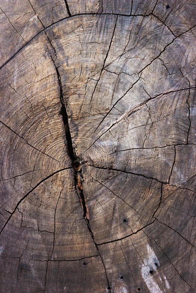 Close-up of tree stump for texture and background photo