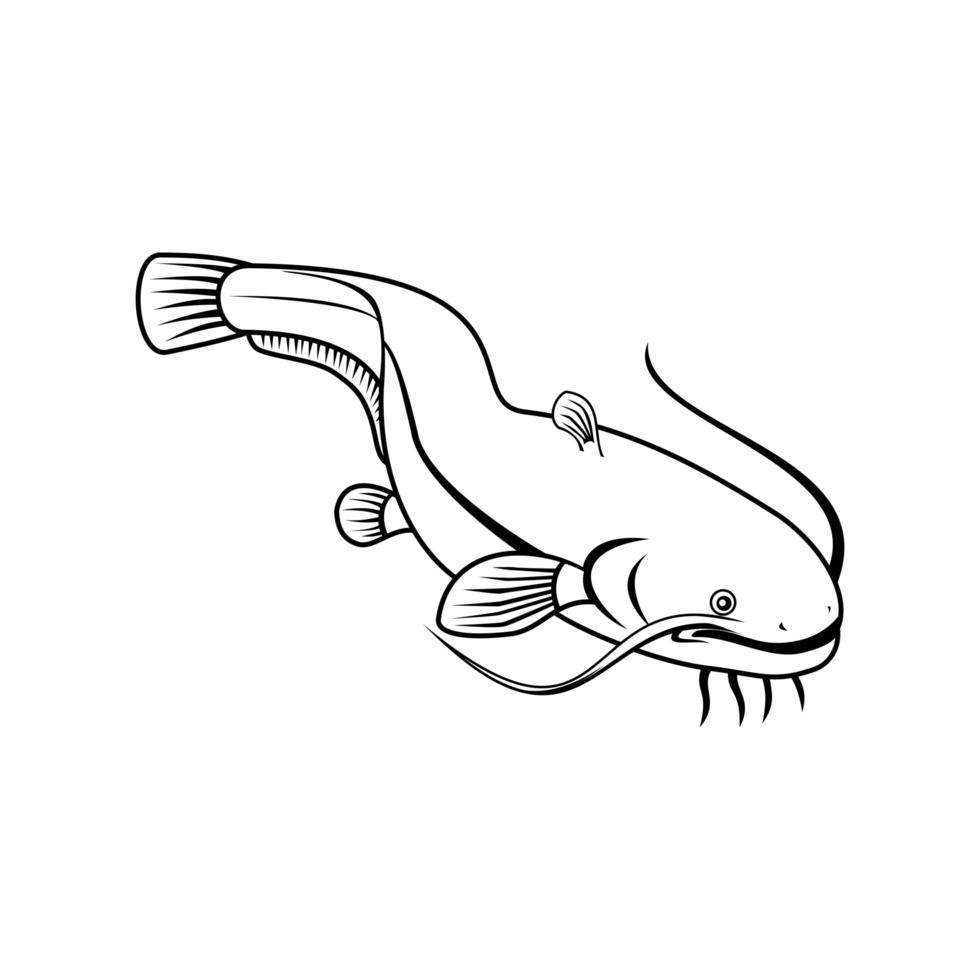 Sheatfish or Wels Catfish Swimming Down Retro Black and White vector