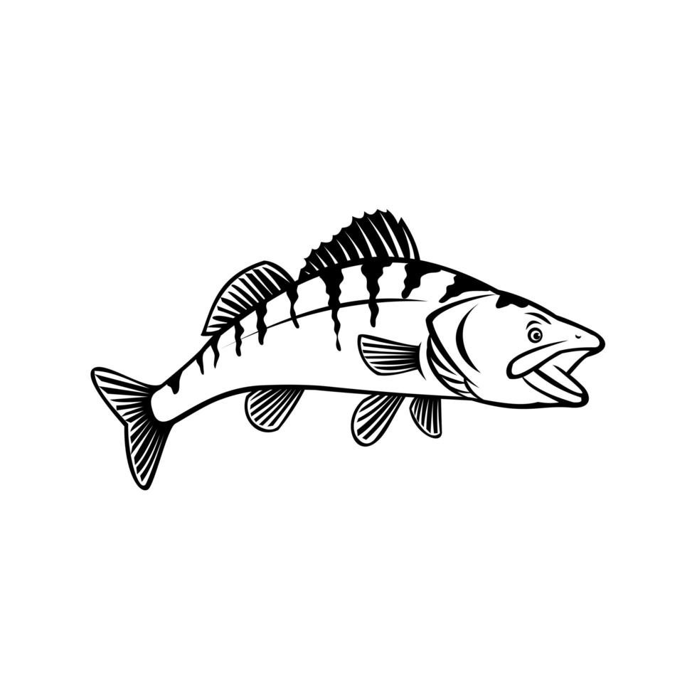 Walleye Yellow Pike or Yellow Pickerel Side View Stencil Black and White Retro Style vector