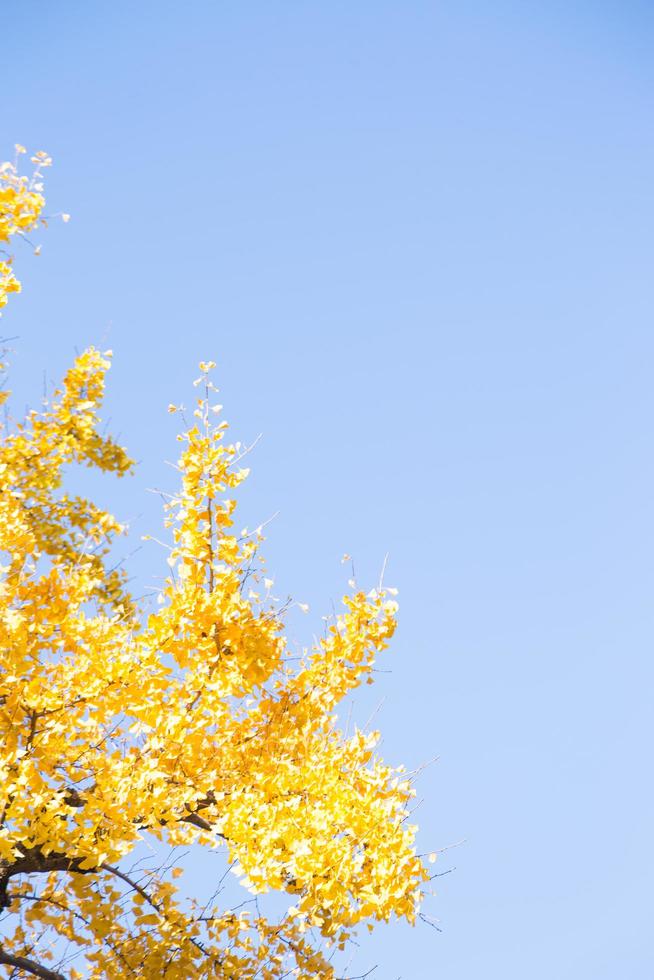 Yellow leaves on the tree photo