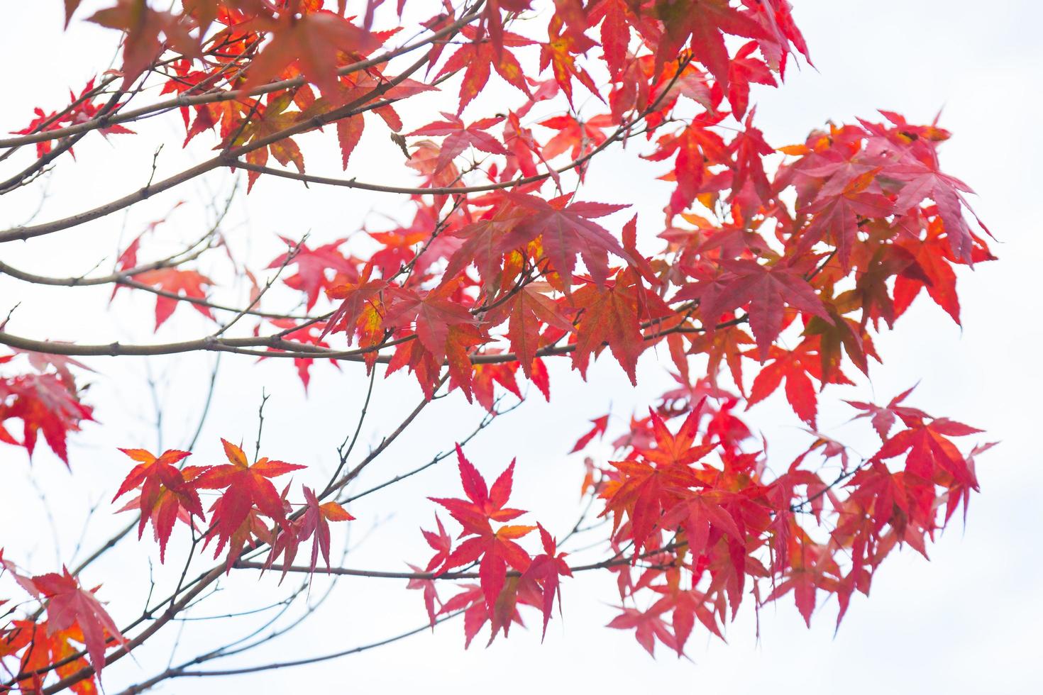 hojas rojas en el arbol foto