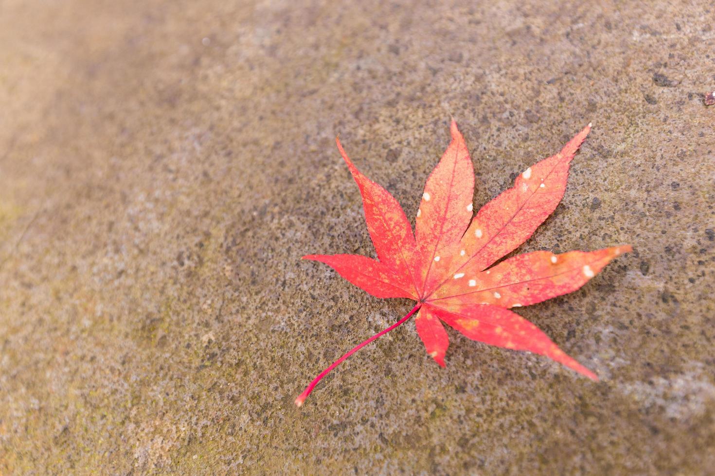 hoja de otoño en japón foto