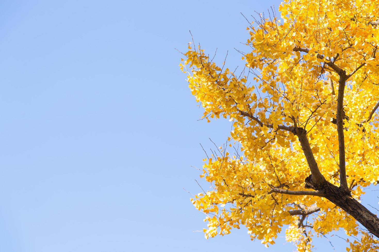 Yellow leaves on the tree photo