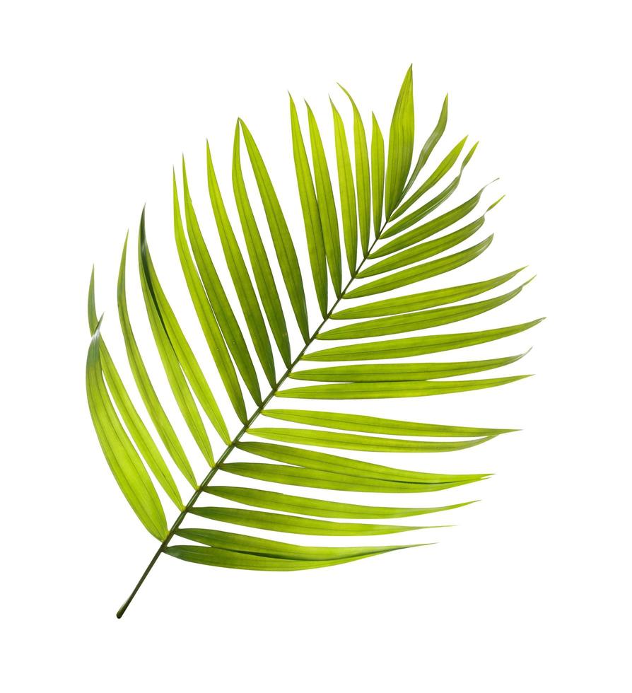 Single coconut tree leaf photo