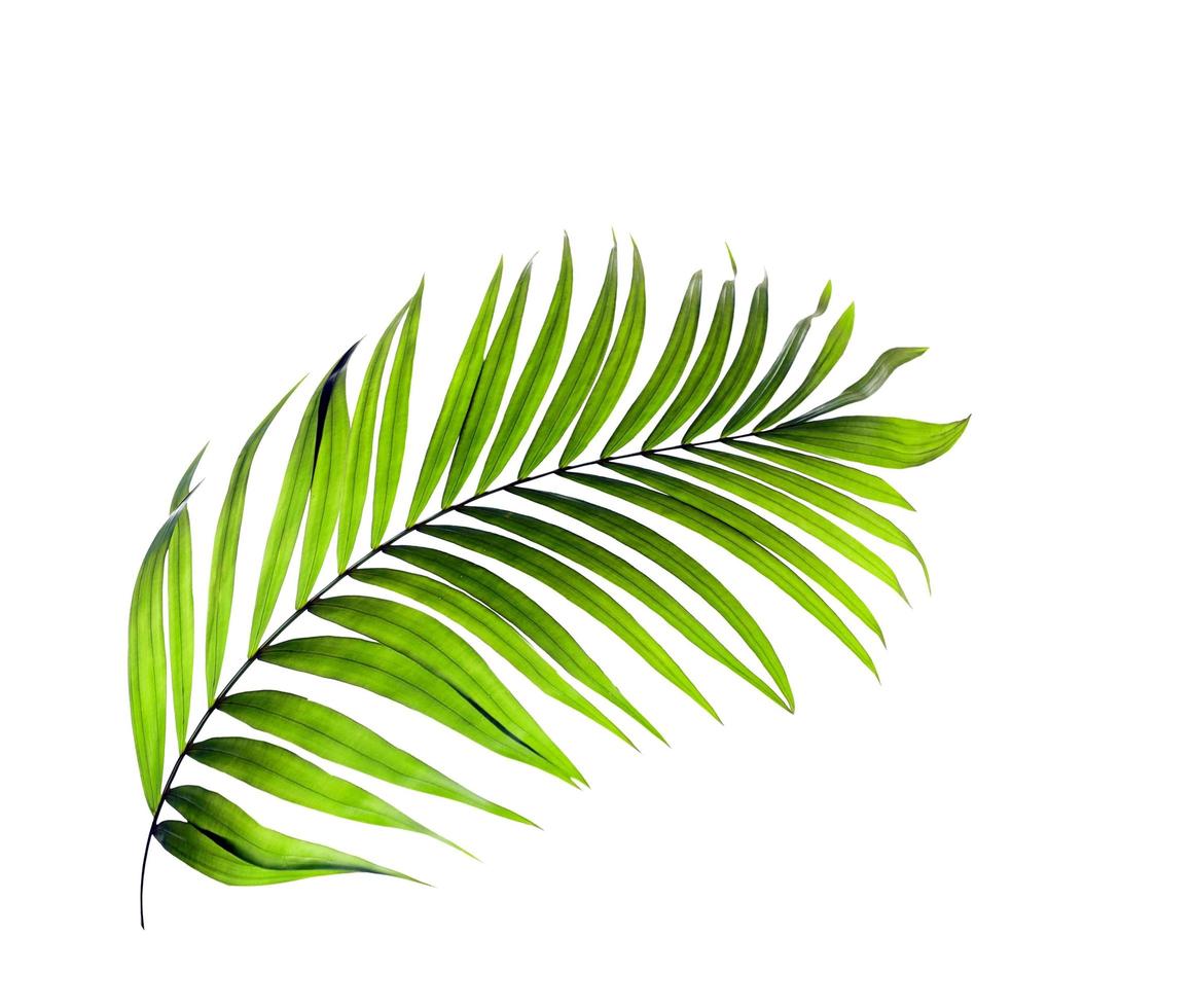 Green palm tree leaf photo