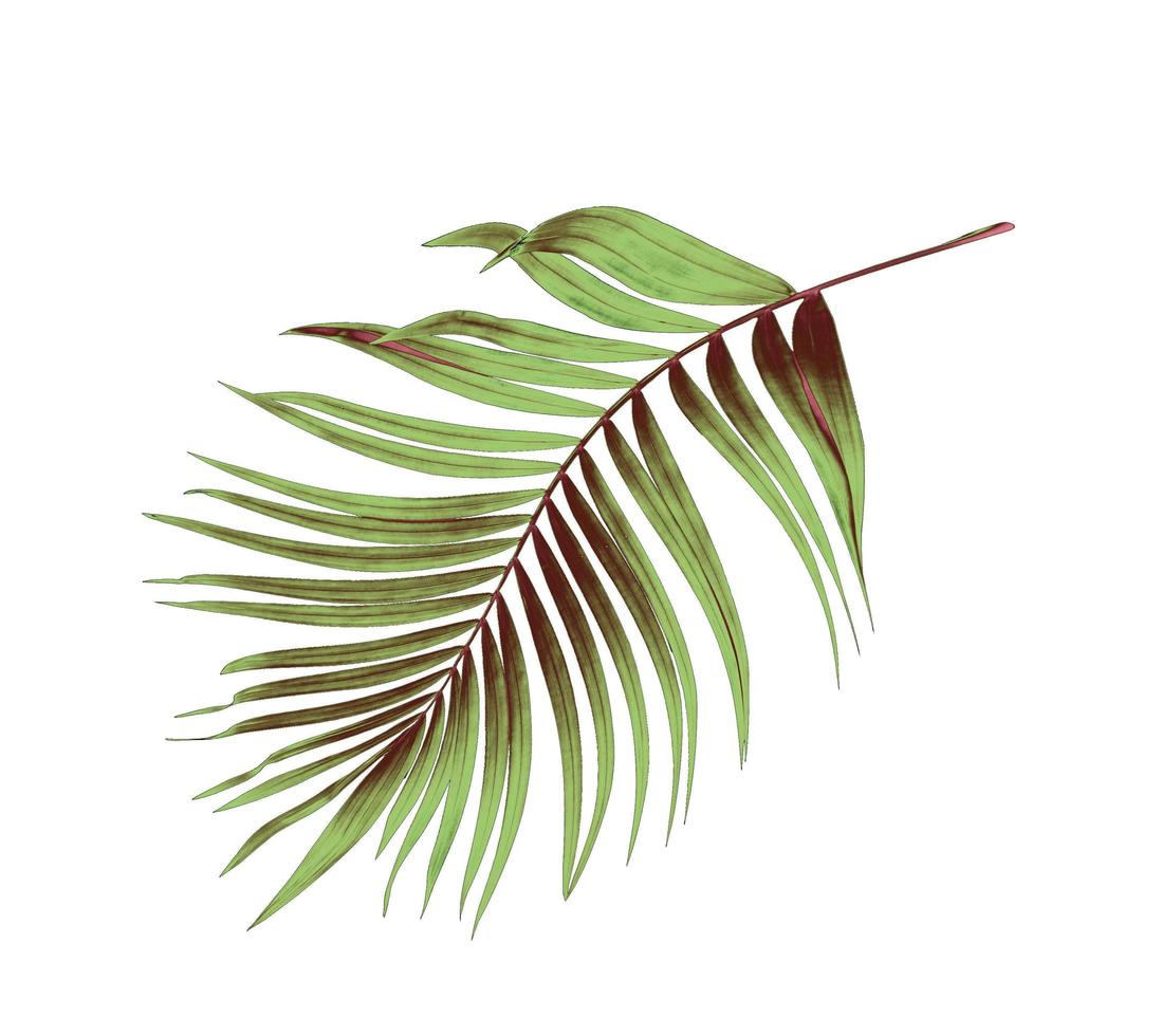 Green and brown palm leaf photo