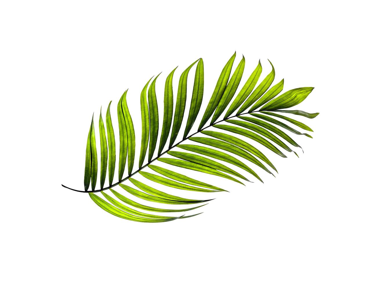 Top view of a green palm leaf photo