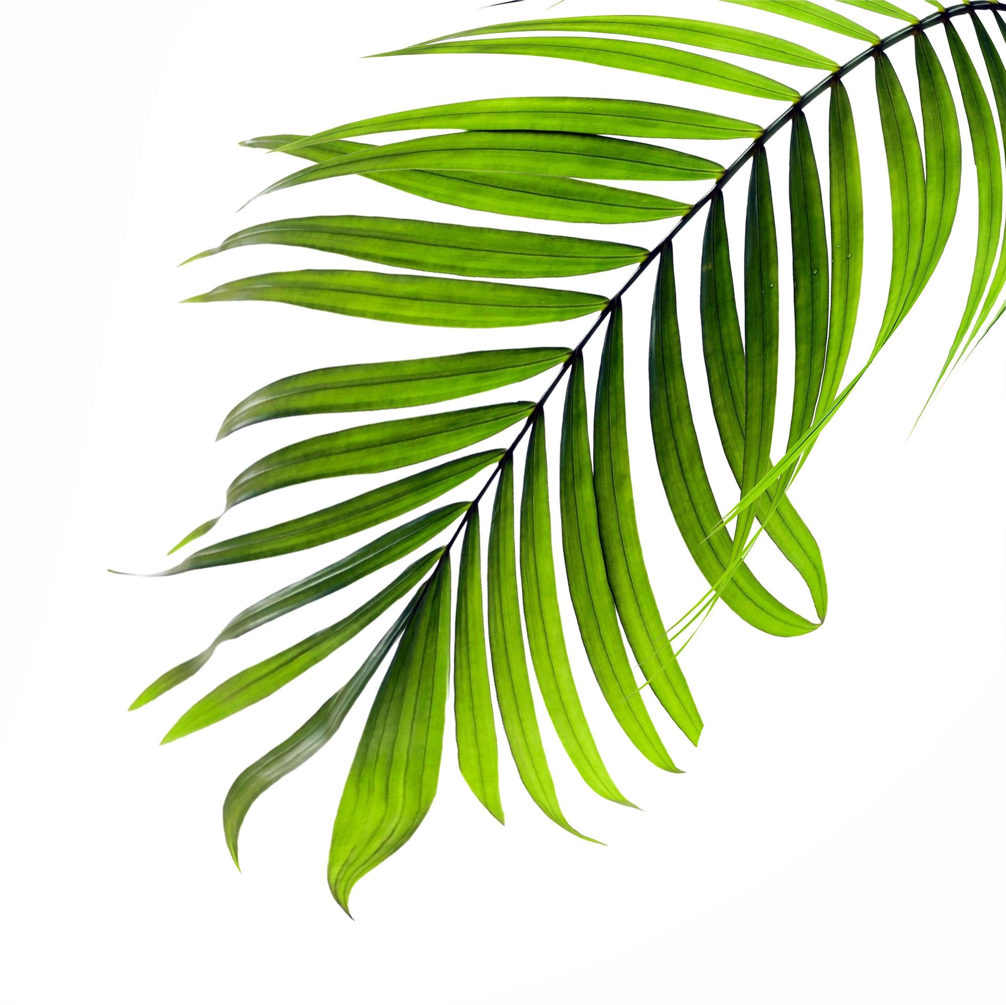 Single palm tree on white background 1920077 Stock Photo at Vecteezy