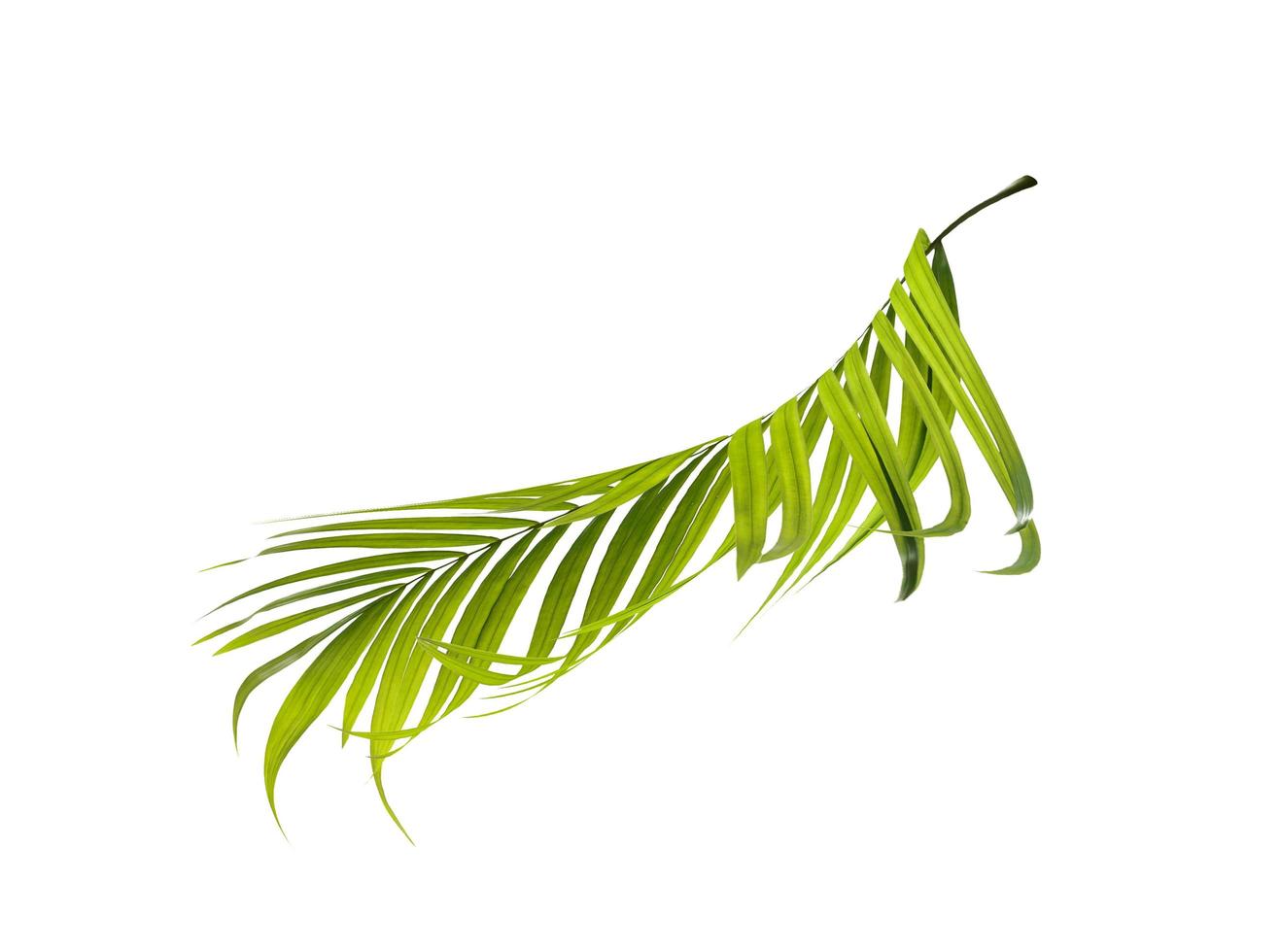 Side view of a palm leaf photo