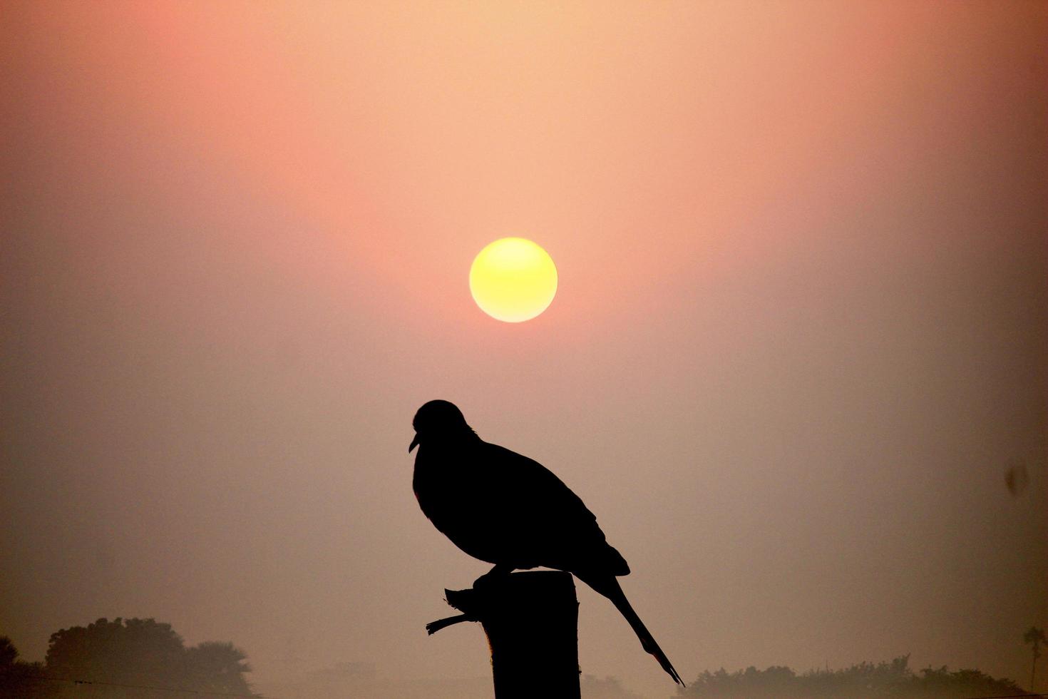 pájaro en un poste al amanecer foto