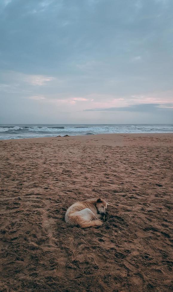 perdido en el sueño foto