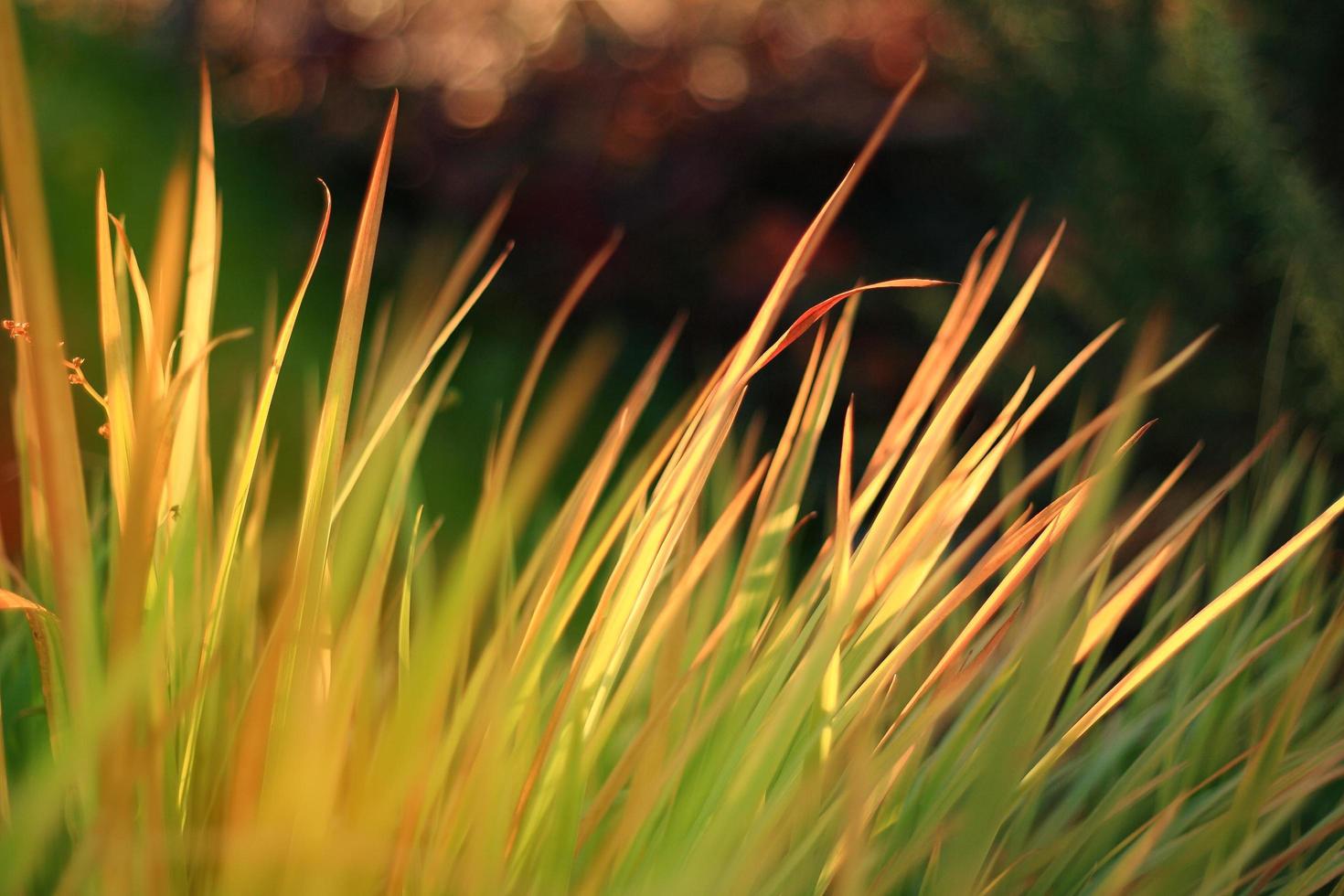 Nature background with beautiful autumn plants and bokeh background photo