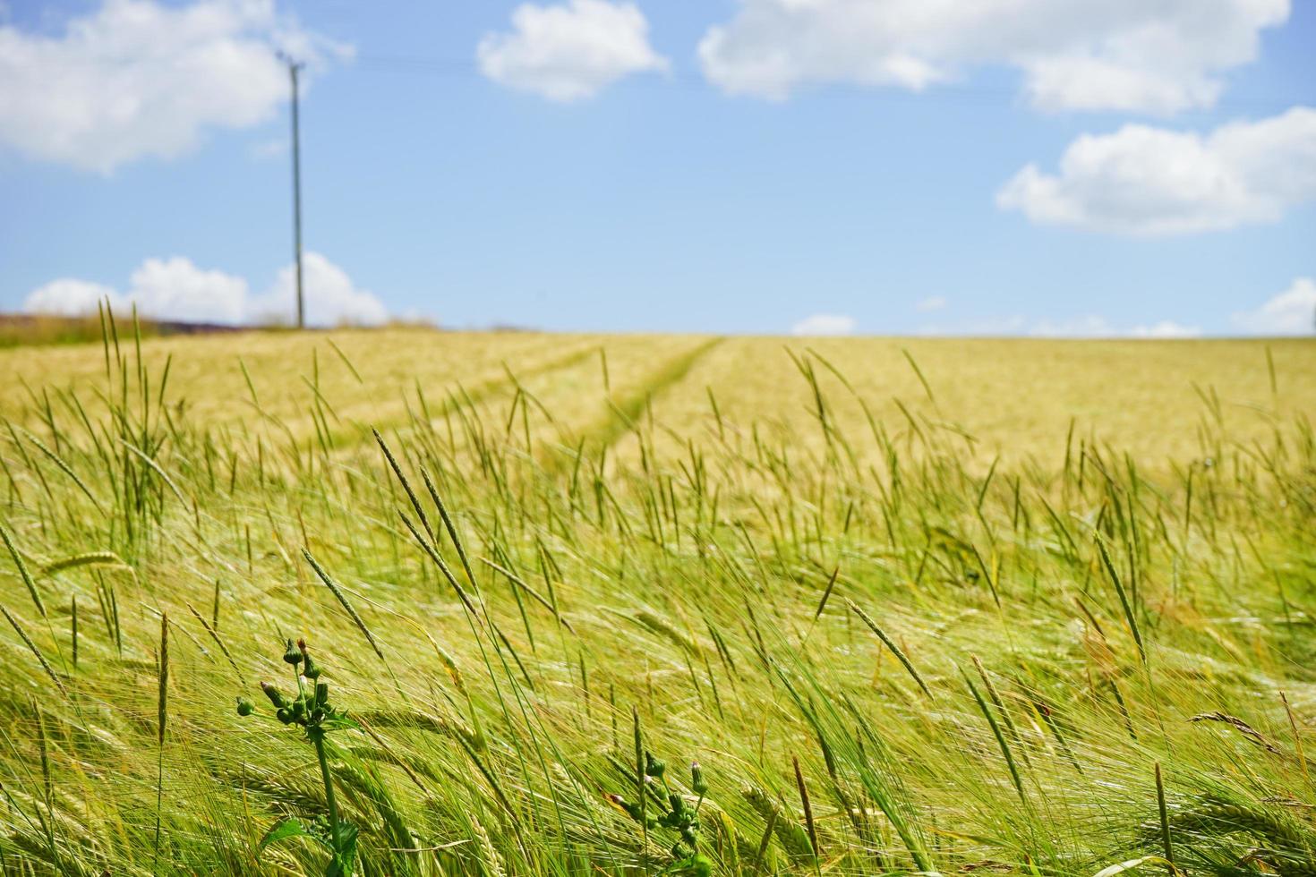 Yellow wheat field photo