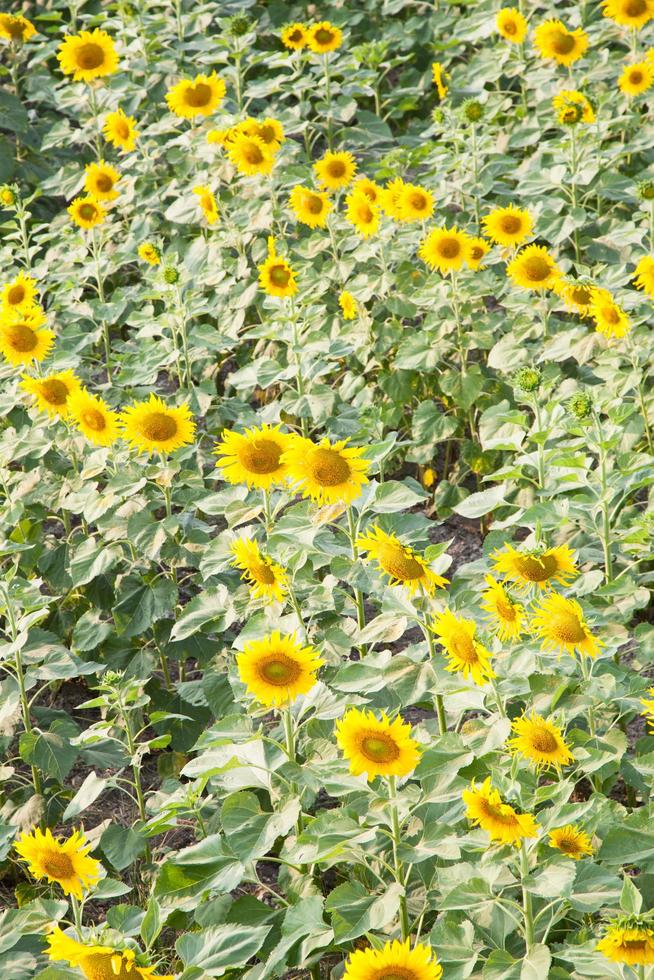 girasoles en el campo foto