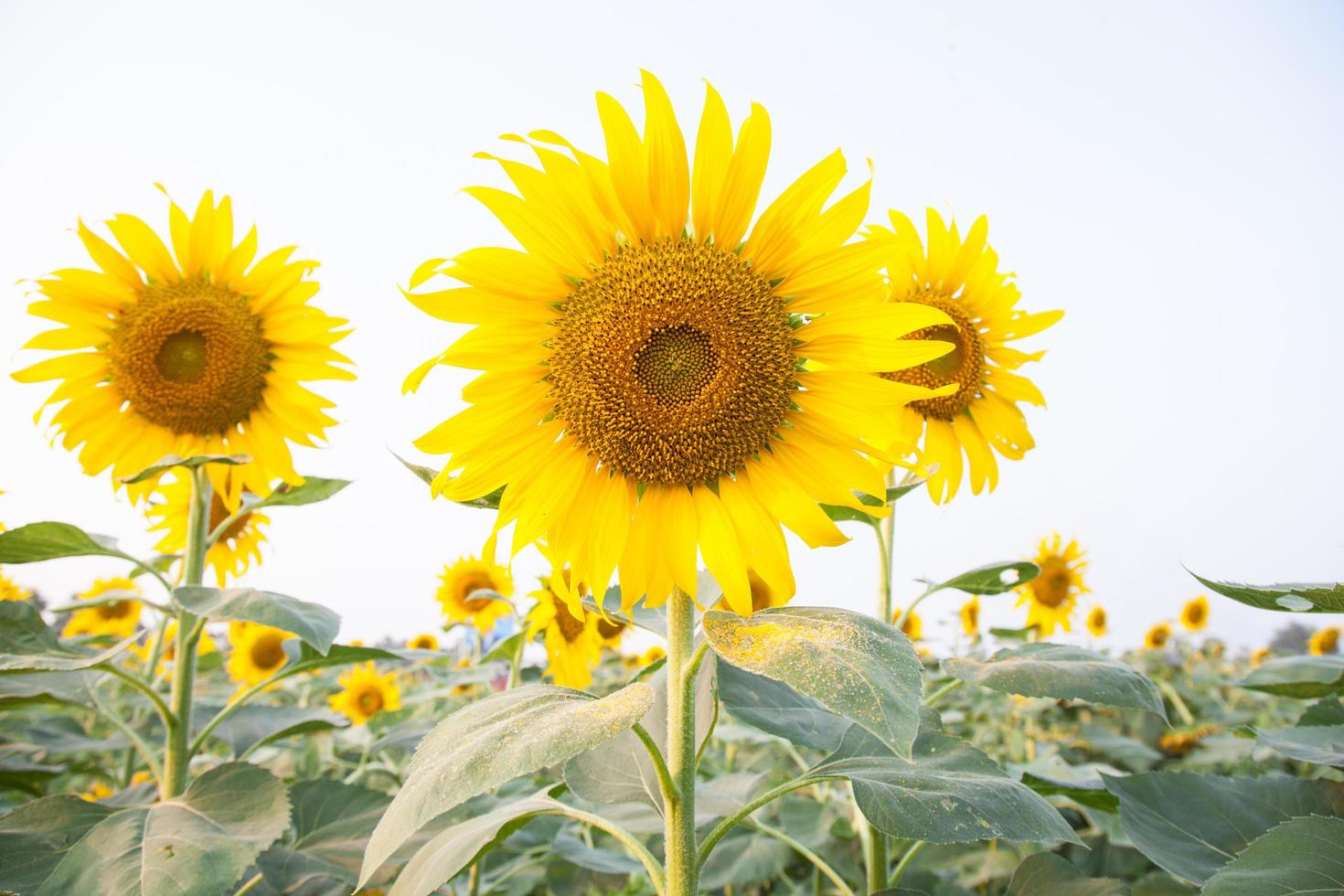 girasoles en el campo foto