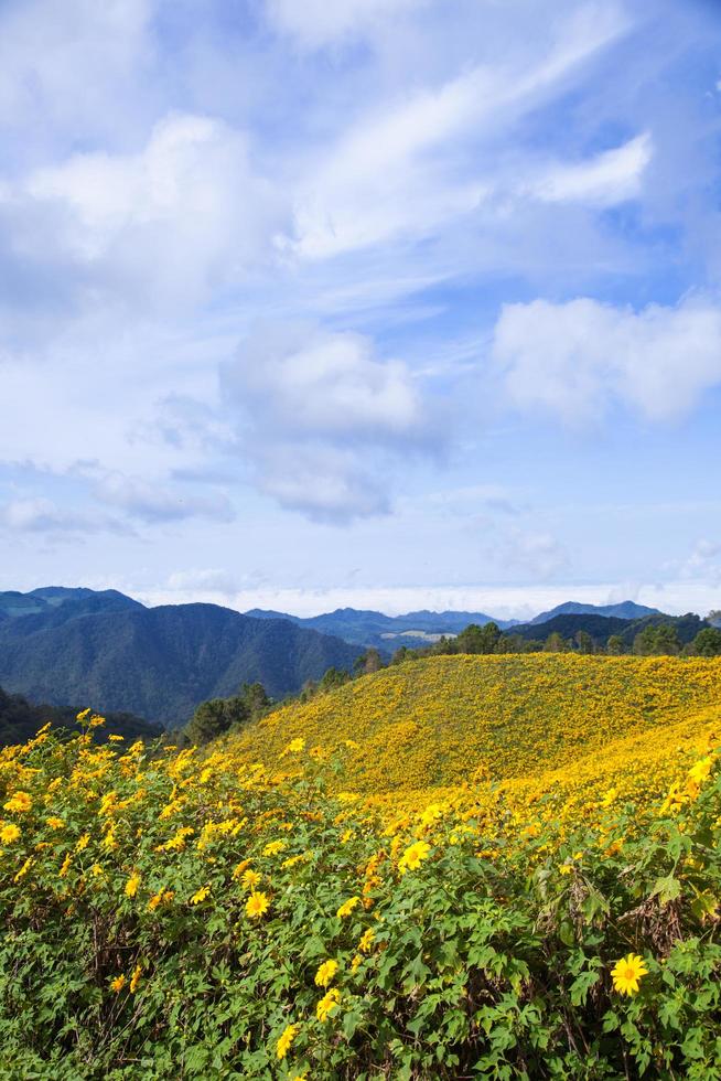 Flowers on the hill photo