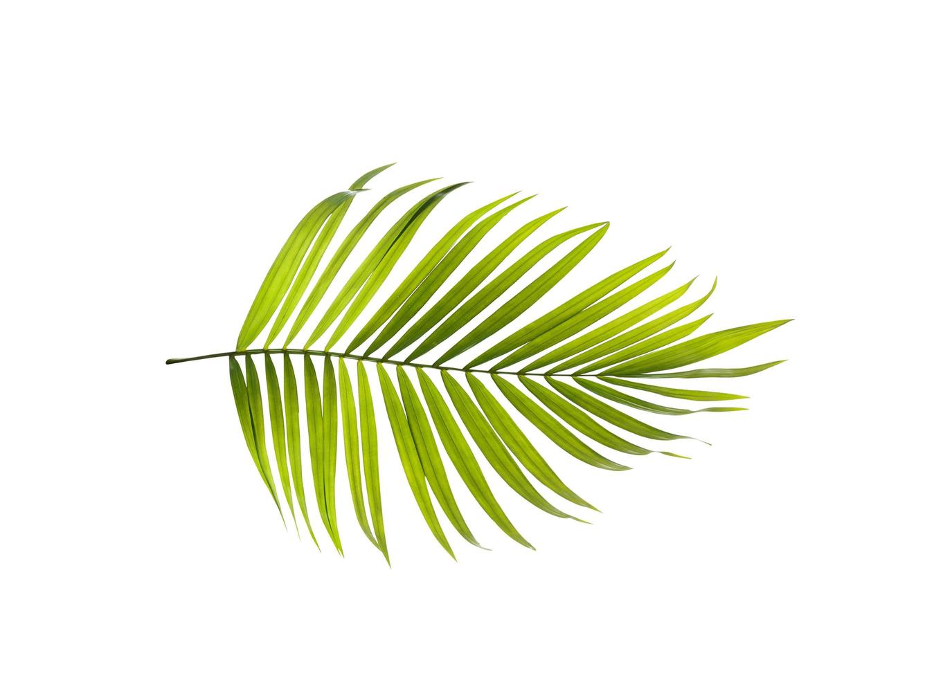 Single bright green palm leaf photo