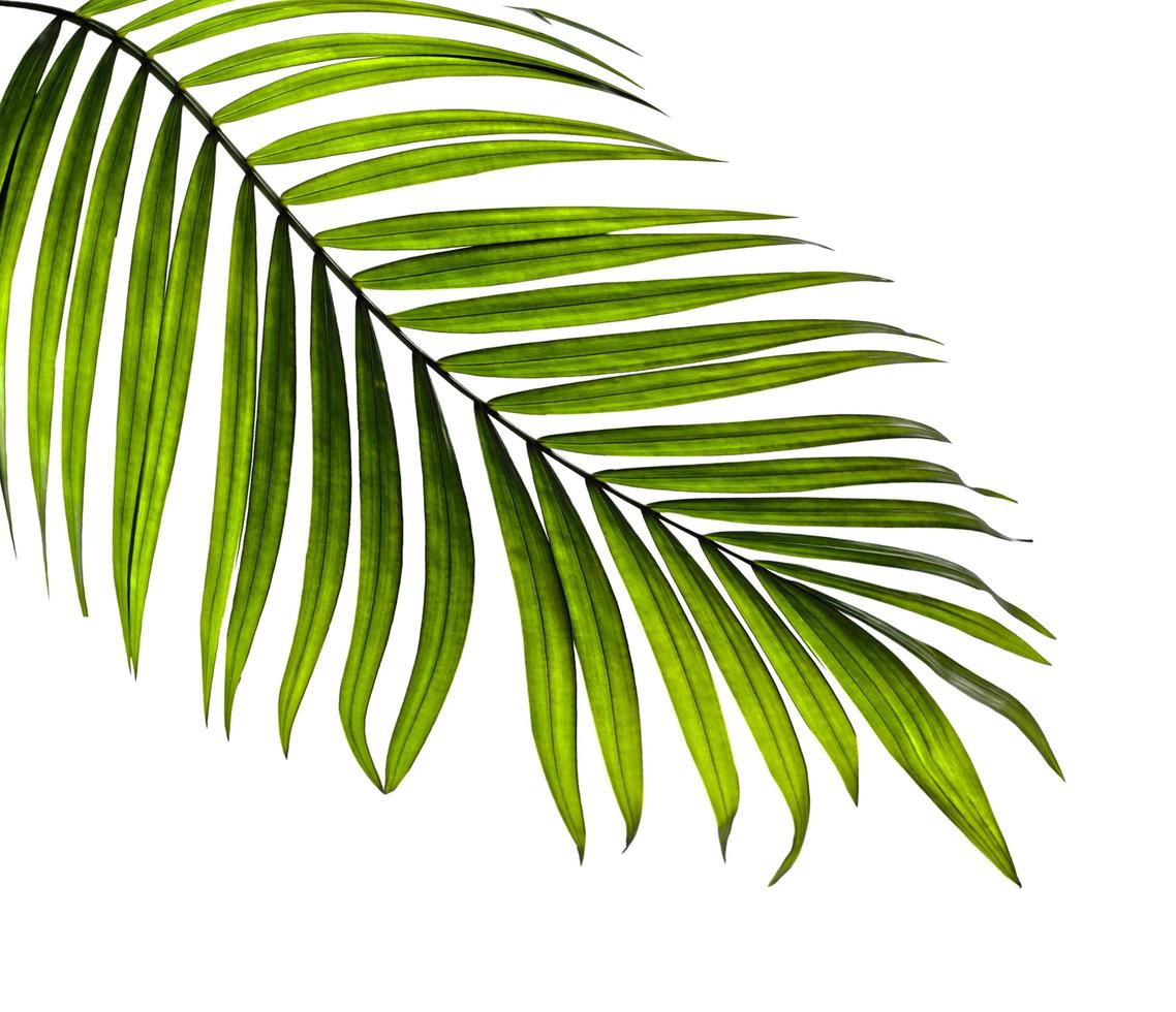 Close Up Of A Single Palm Leaf Stock Photo Close Up Of A Single Palm Leaf Stock Photo