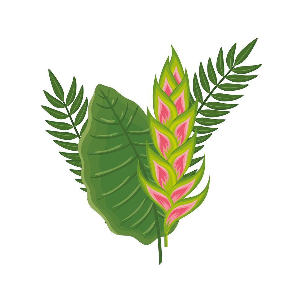 flower heliconia with leafs isolated icon vector