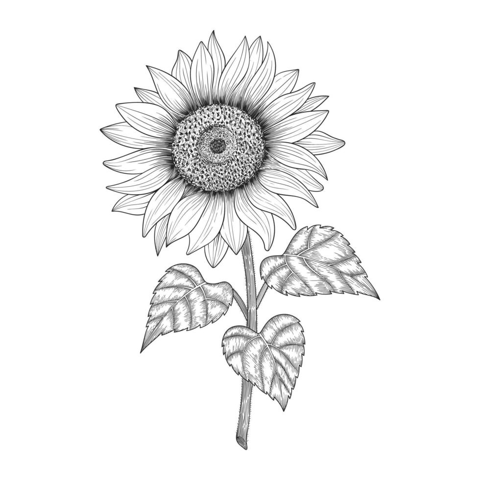 girasol dibujado a mano. vector