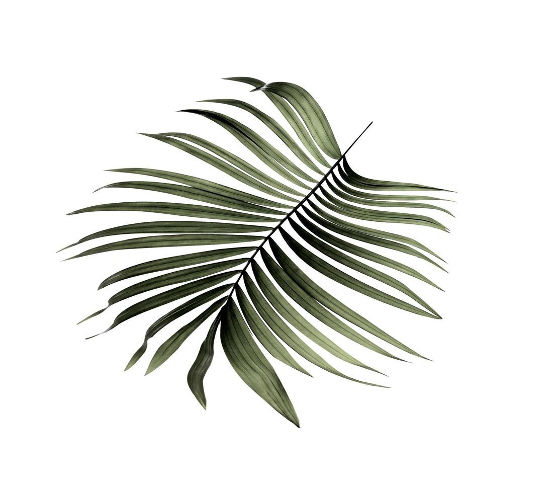 Dark green tropical leaf on a white background photo