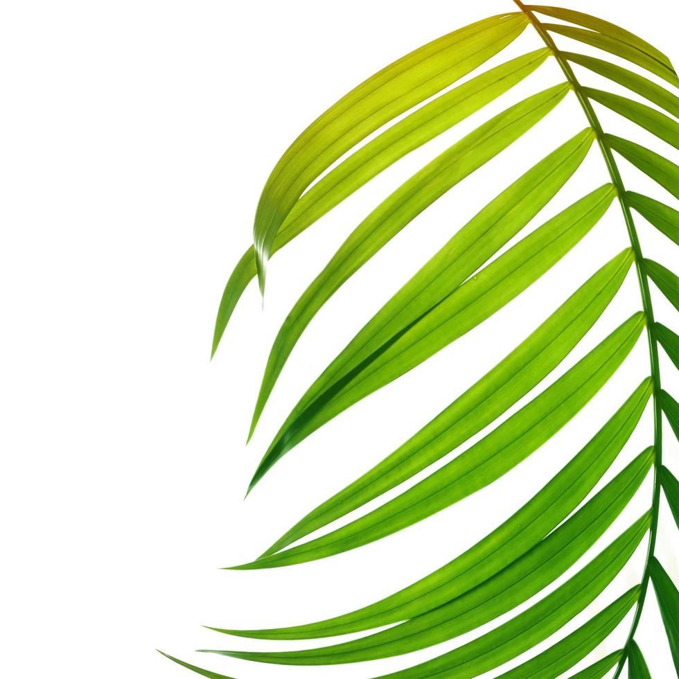 Close-up of a green leaf on a white background photo
