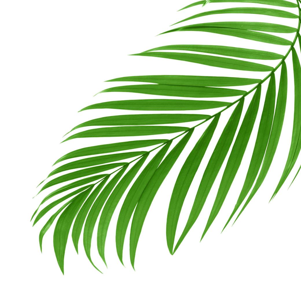 Curved tropical leaf photo