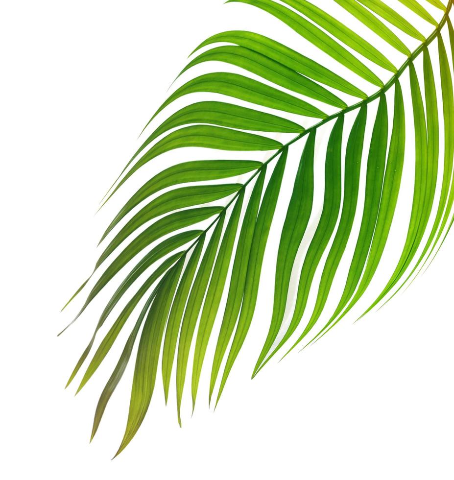 Green tropical leaf on a white background photo