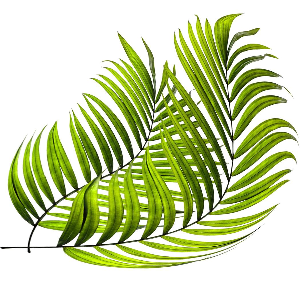 Two curved palm leaves photo