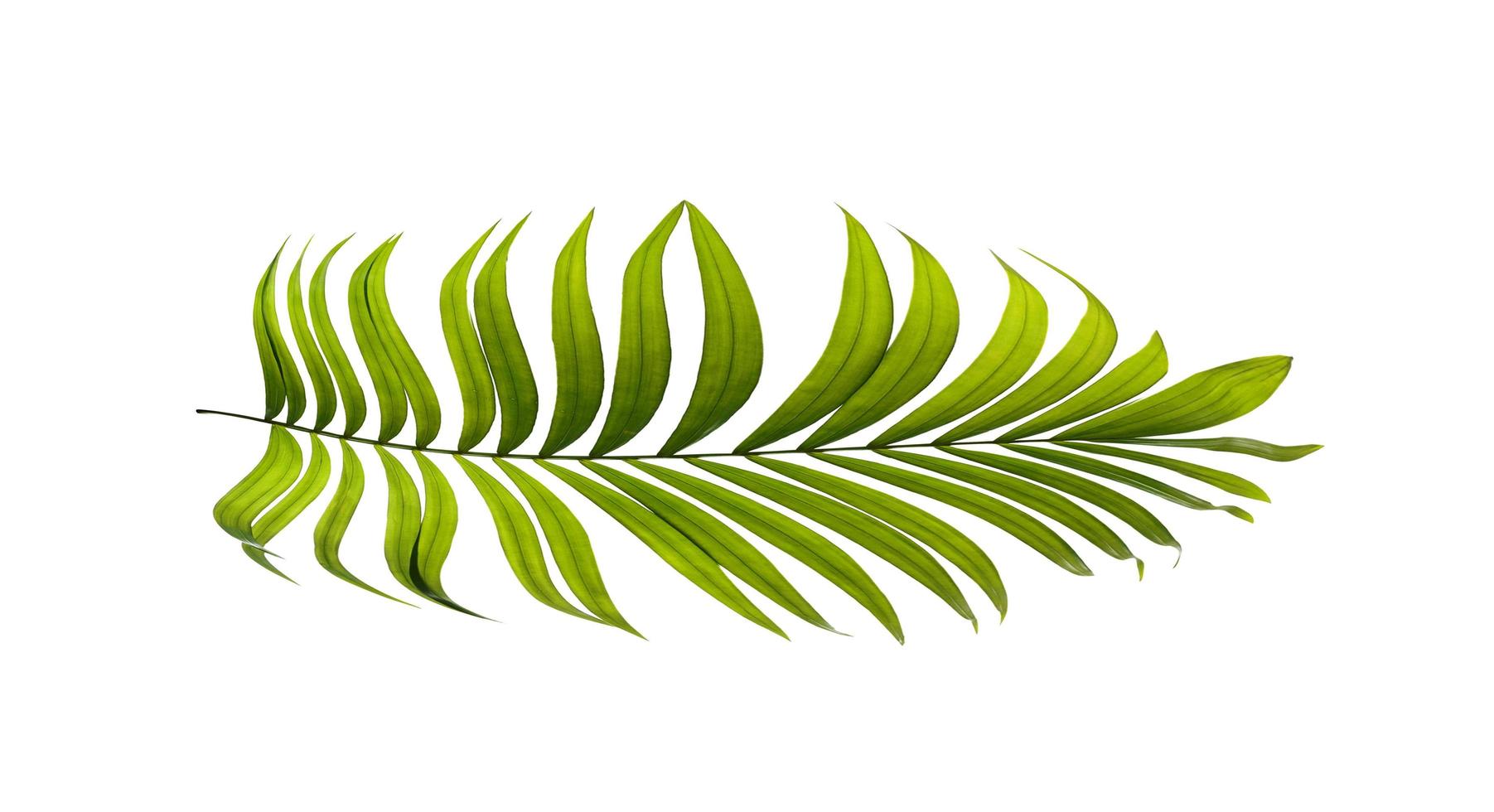 Palm leaf on a white surface photo