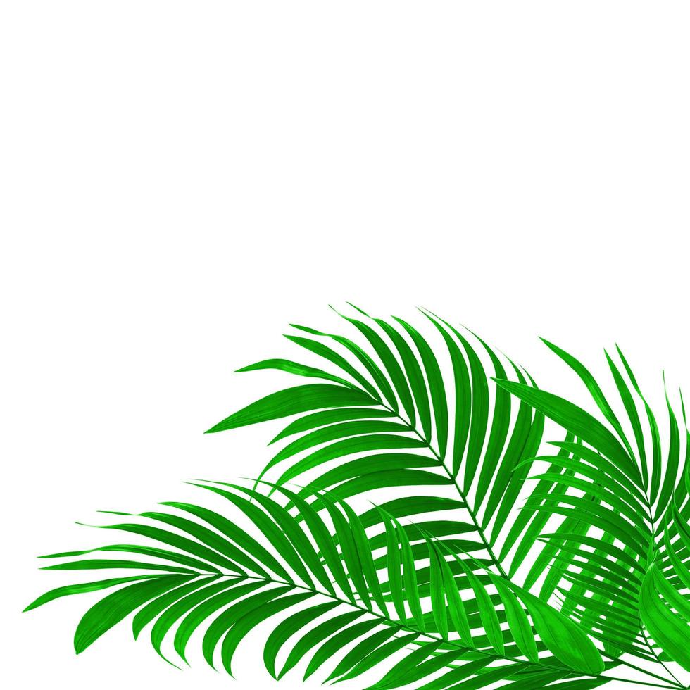 Vibrant palm leaves on white photo