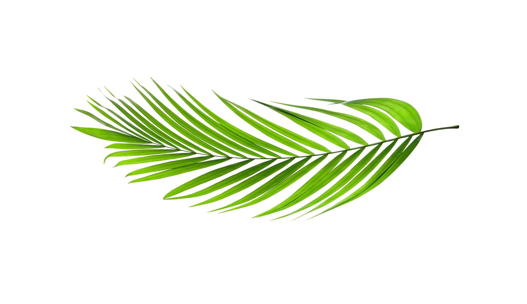 Isolated tropical leaf photo