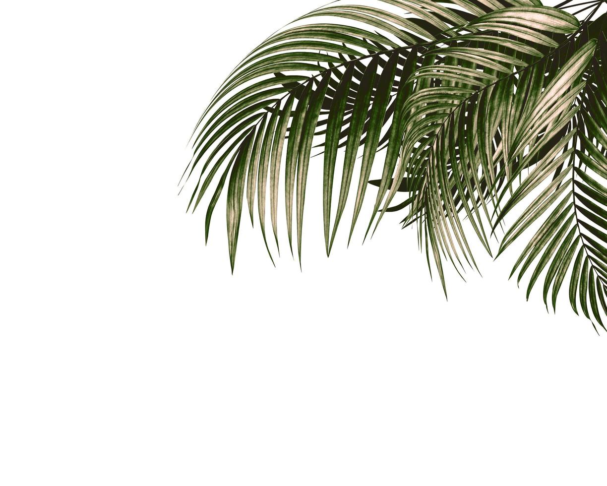 Palm Tree White Background