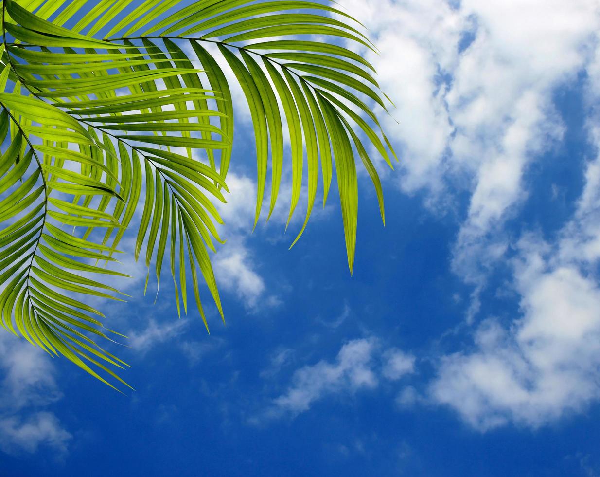 Palm leaves and a blue sky photo